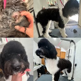 Clip-N & Groom-N image 3