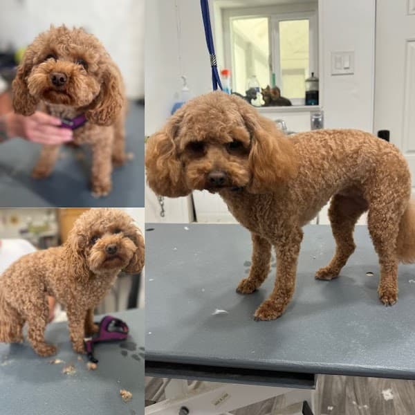 Clip-N & Groom-N image 4