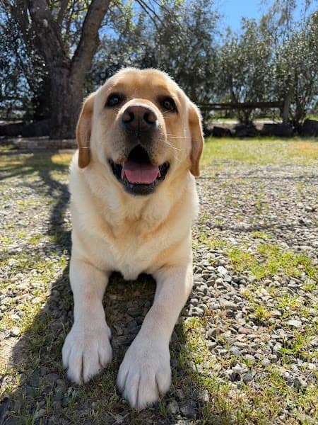 Clip-N & Groom-N image 5