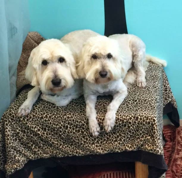 Wagging Tailz Pet Spa & Lounge image 2