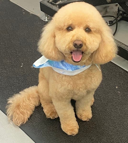 Wagging Tailz Pet Spa & Lounge image 3