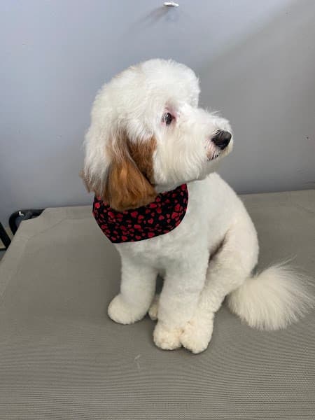 Wagging Tailz Pet Spa & Lounge image 4