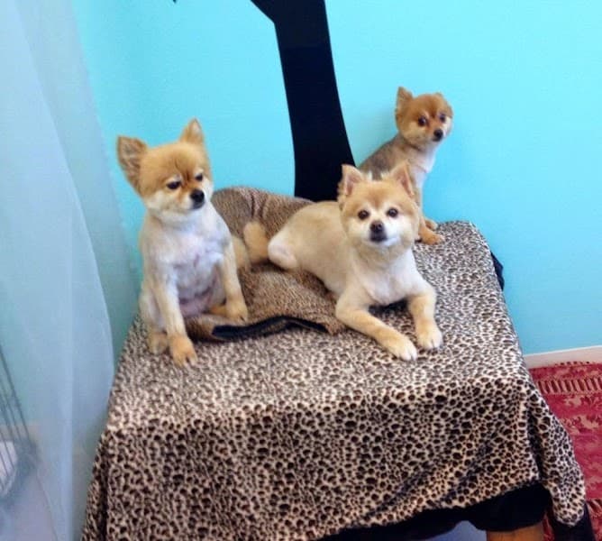 Wagging Tailz Pet Spa & Lounge image 5