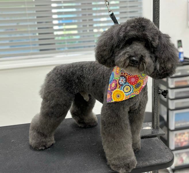 Sydnee's Pet Grooming - Pet Grooming in Davis image 2