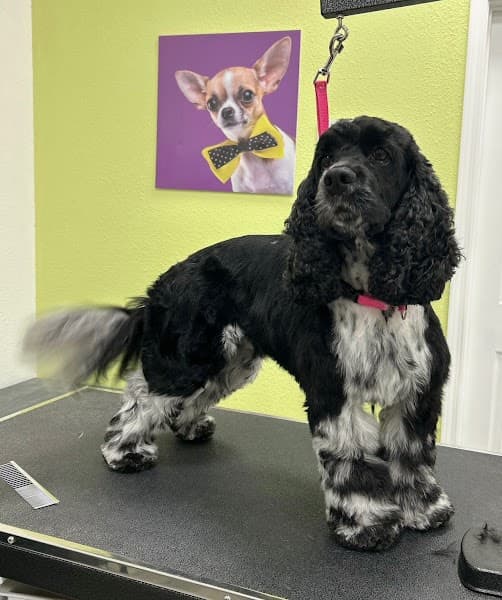 Sydnee's Pet Grooming image 3