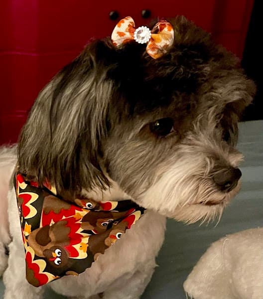 Sydnee's Pet Grooming image 4