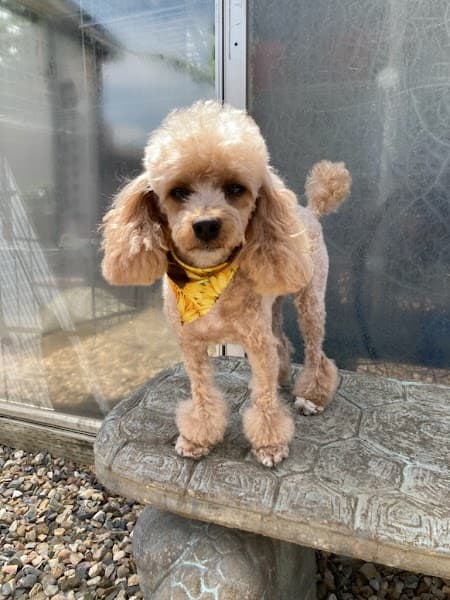 Sydnee's Pet Grooming image 5