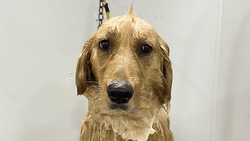 Kyra's K9's image 1