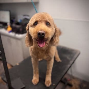 Kyra's K9's image 3