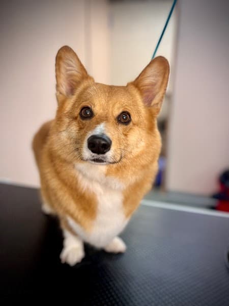 Kyra's K9's image 4