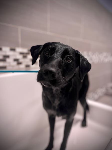 Kyra's K9's image 5