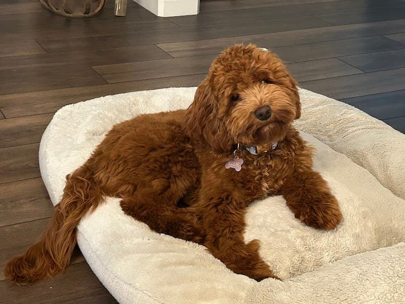 PetSmart Grooming image 3