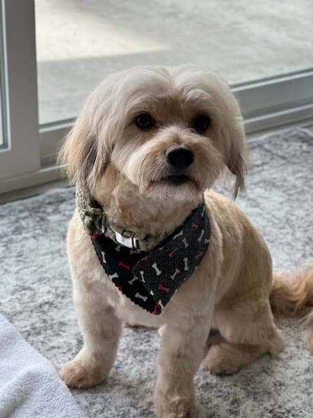 The Ruff Fluffery image 1