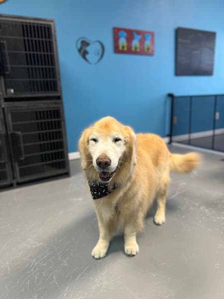 The Ruff Fluffery - Pet Grooming in Sacramento image 2