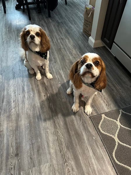 The Ruff Fluffery - Pet Grooming in Sacramento image 3