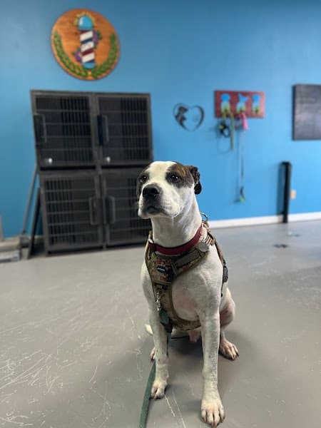 The Ruff Fluffery - Pet Grooming in Sacramento image 4