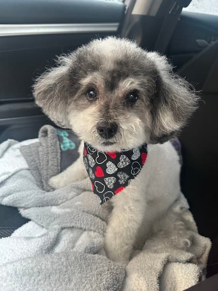 The Ruff Fluffery - Pet Grooming in Sacramento image 5