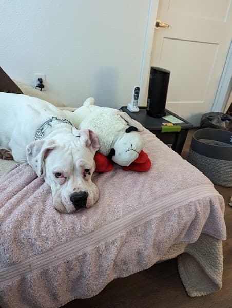 PetSmart Grooming image 3