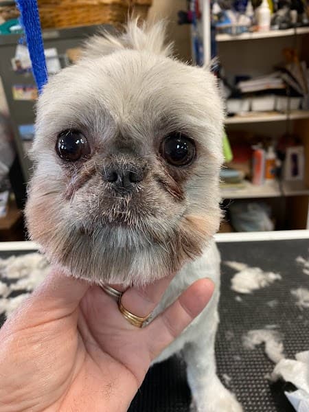 Gentle Touch Pet Salon image 3