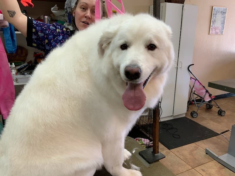 Gentle Touch Pet Salon image 4