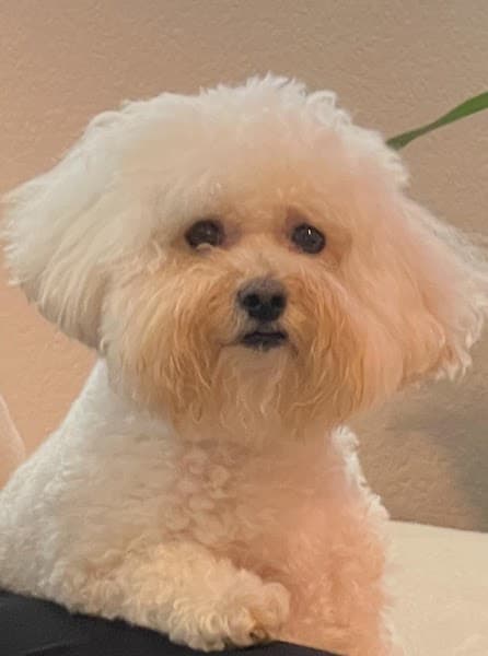 Gentle Touch Pet Salon image 5