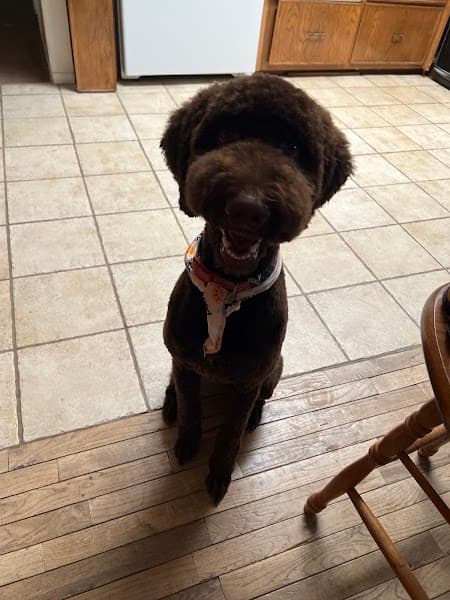 Petco Grooming image 2