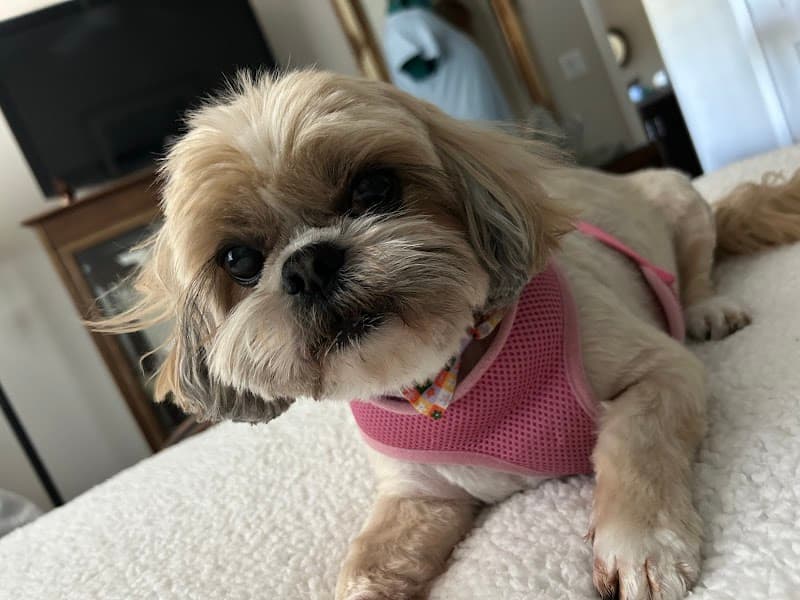 Petco Grooming image 3