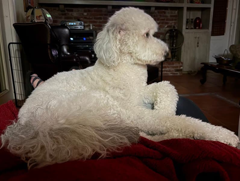 Petco Grooming image 4