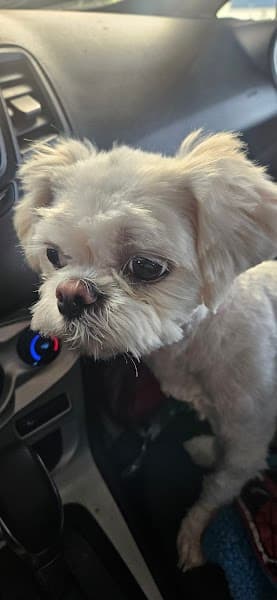 Petco Grooming image 5