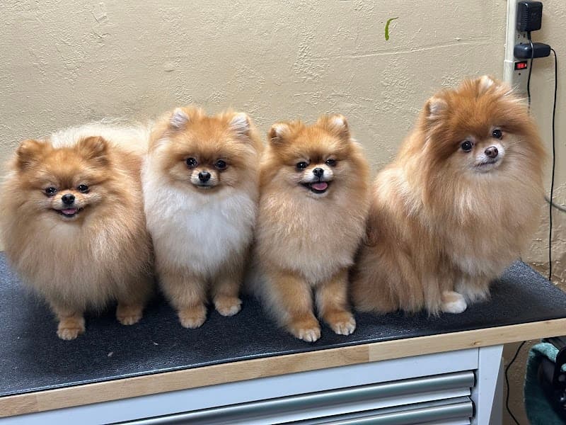 JB Grooming, LLC image 2