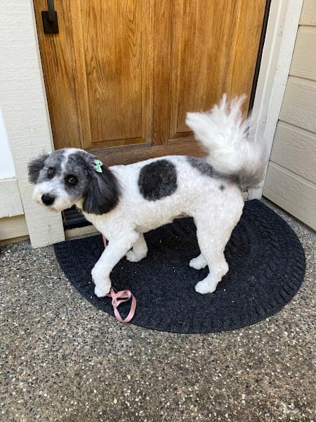 Paws Grooming image 1