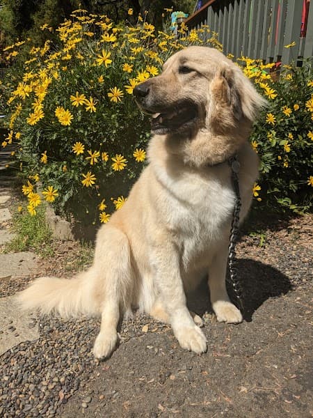 Paws Grooming image 2