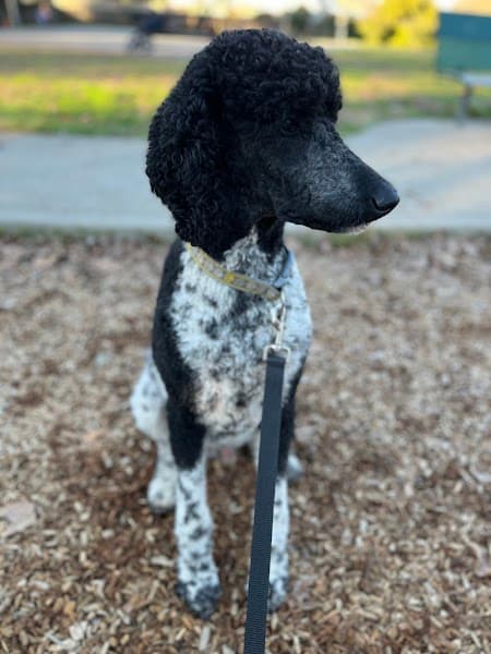 Paws Grooming image 3