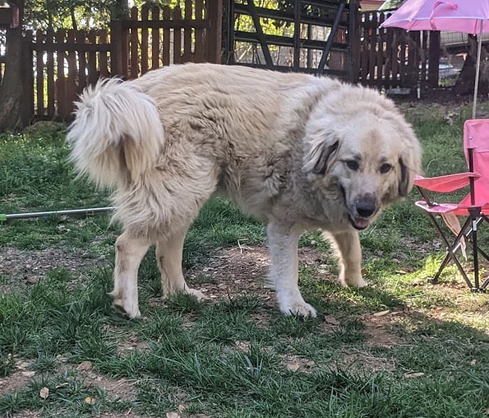 Paws Grooming image 4