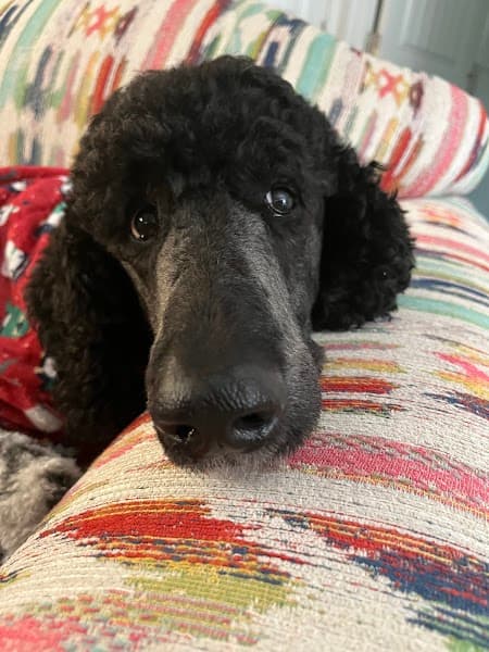 Paws Grooming image 5