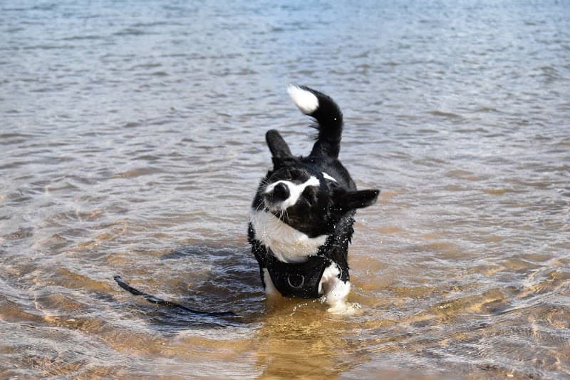 Backyard Pet Spa & Boutique image 1