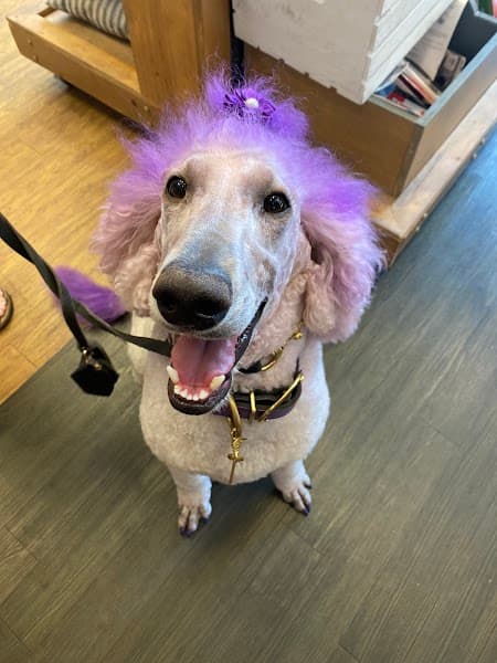 Backyard Pet Spa & Boutique image 2