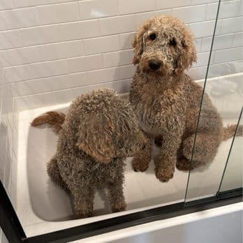 Backyard Pet Spa & Boutique image 3