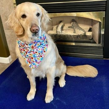 Backyard Pet Spa & Boutique image 4