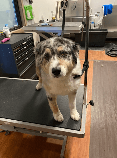 Backyard Pet Spa & Boutique image 5