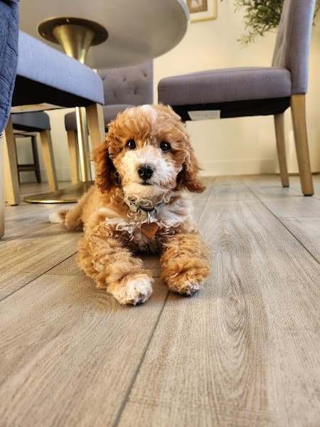 Petco Grooming image 2