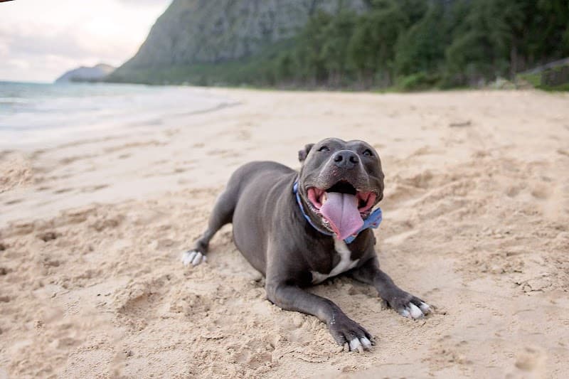 Petco Grooming - Pet Grooming in Elk Grove image 3