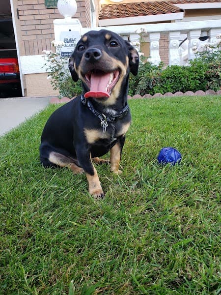 Petco Grooming image 4