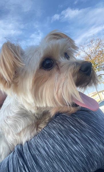 Petco Grooming - Pet Grooming in Elk Grove image 5