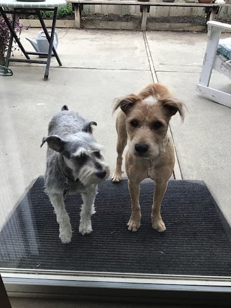 Petco Grooming - Pet Grooming in Elk Grove image 5