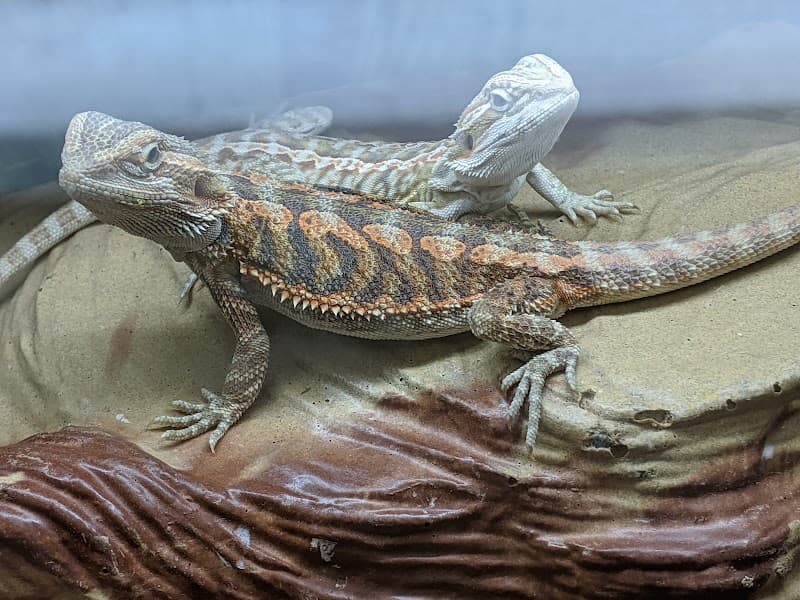 PetSmart Grooming image 4