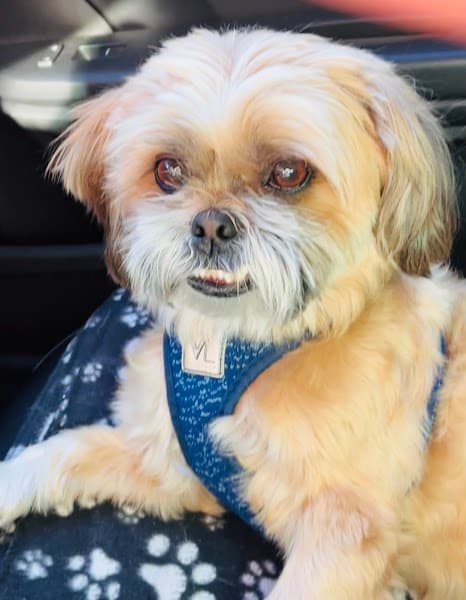 Best In Show - Pet Grooming & Boutique image 5