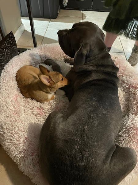 Petco Grooming image 2