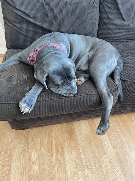 Petco Grooming image 3