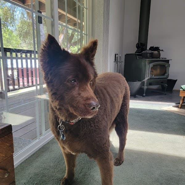 Petco Grooming image 4